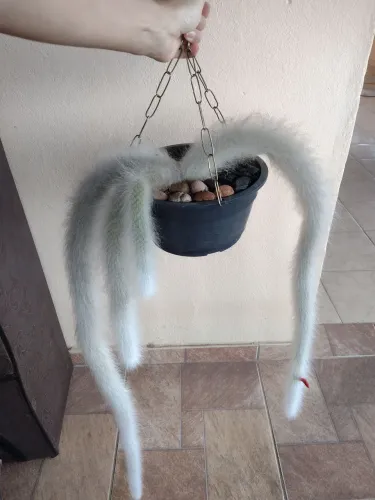 Cacto Rabo de Macaco