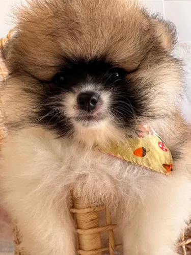 Lulu da Pomerânia pequeno com 2 meses