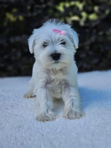 Schnauzer Miniatura 