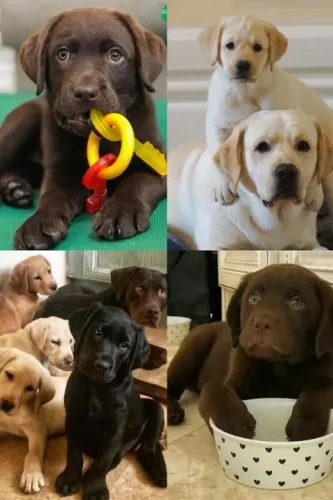 Filhotes de Labrador lindos como artes de museu