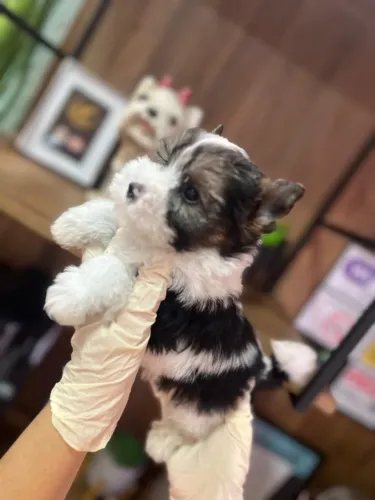 Biewer Yorkshire Terrier chegaram, com garantia !!
