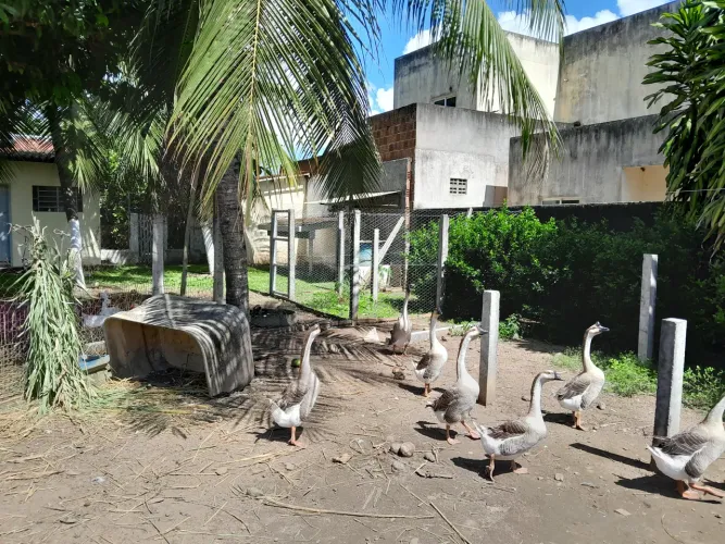Vendo casal de gansos africanos 