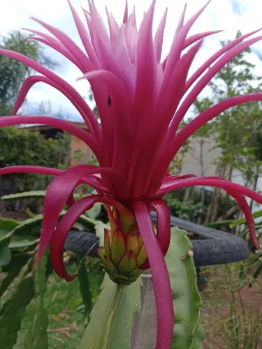 MUDA PITAYA FLOR PINK