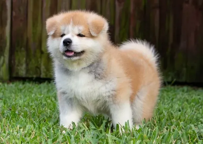 Raça AKITA com entrega em 3 dias 