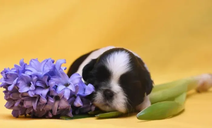 Shih-Tzu Mini Dourado e Branco Macho - Um Companheiro Fiel Para Sua Família! 
