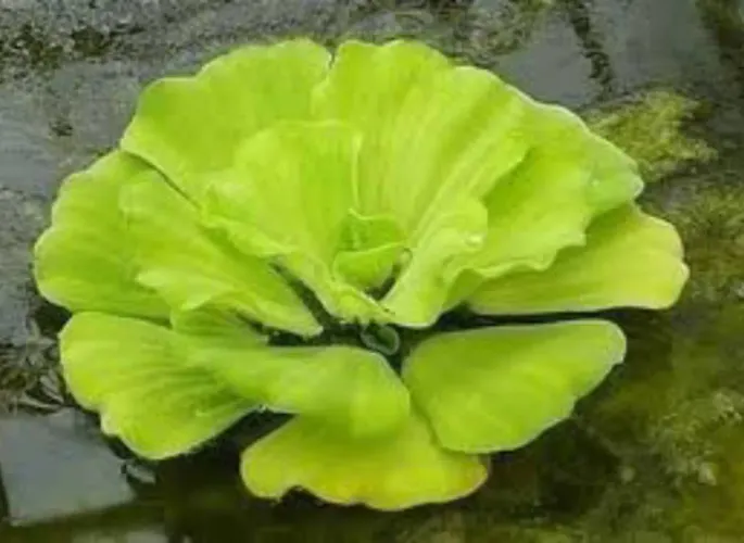 Mudas de Alface d'água, planta aquática flutuante.