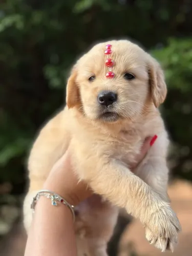 Golden Retriever - Puro Sangue