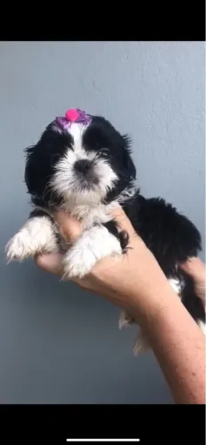 Fêmea de Shihtzu retirada final do mês 