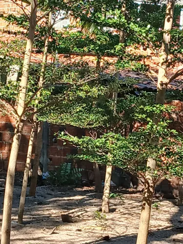 Árvore sete copa e Palmeira  areca