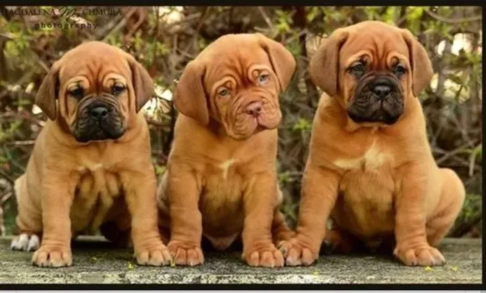 ?Dócil Fila Brasileiro disponíveis!