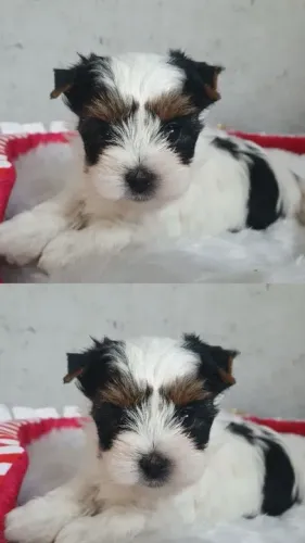 Biewer Yorkshire Terrier Mini Tricolor - Beleza, amor e fidelidade em um só pet!
