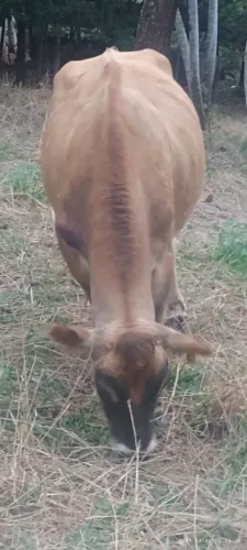 Boi muito bom grande entorno 15@ ótimo abater