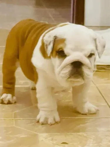 Bulldog Ingles Adote um Amigo para Todas as Horas!