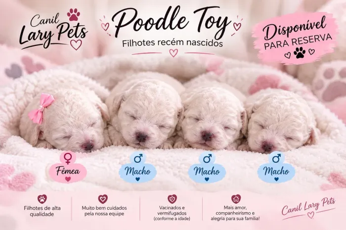 Filhotes de poodle toy disponível para reserva