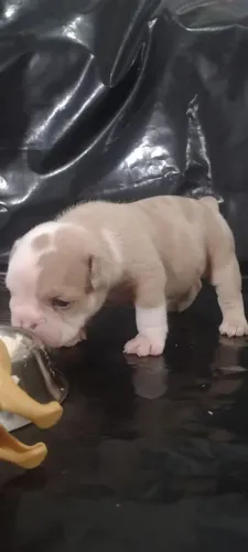 Bulldog Inglês Lilac Merle