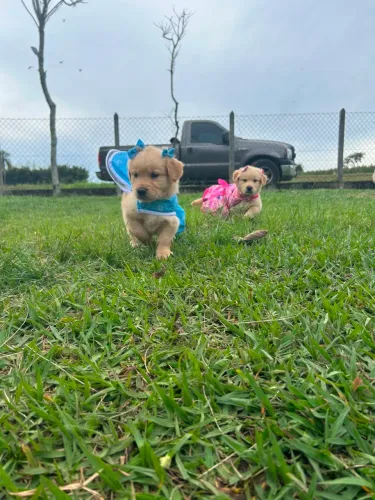 Filhotes de Golden Retriever/ bebes disponíveis.