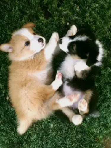 Border Collie Presença que transmite paz