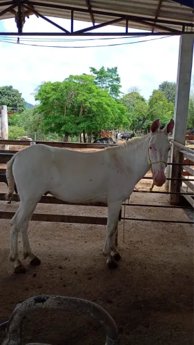 Burro Branco de cela e charrete