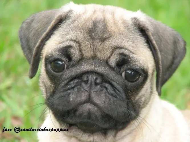 pug lindas realezas disponiveis entrega já