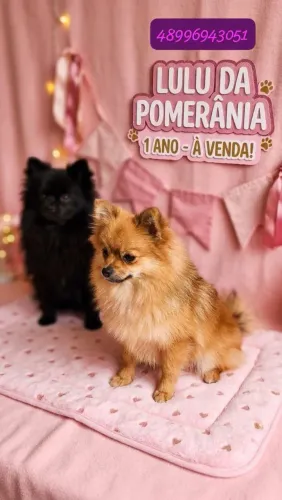 Vendo 2 fêmea de lulu interessado me chma