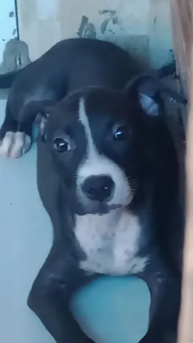 Vendo uma linda Pit monster