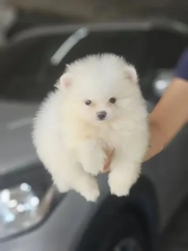 Spitz alemão Um pet encantador disponível agora