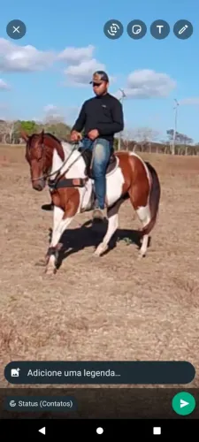 Égua Paint horse