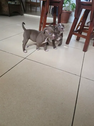Filhotes de Pitbul Red nose e Monster