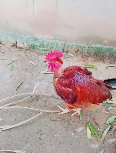 Vendo frangos caipira