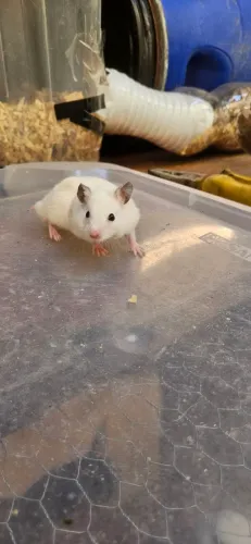 Hamster ? sírios disponíveis!