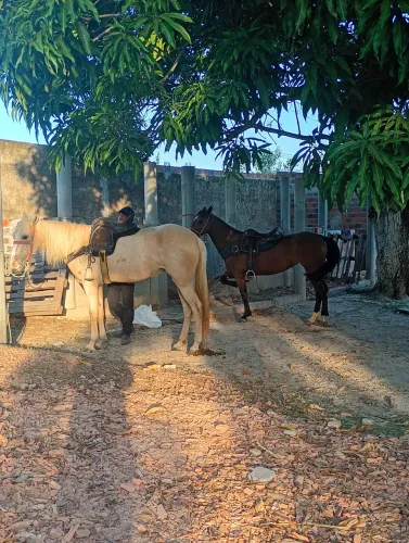 Égua de 5 Anos de direita na vaqueijada
