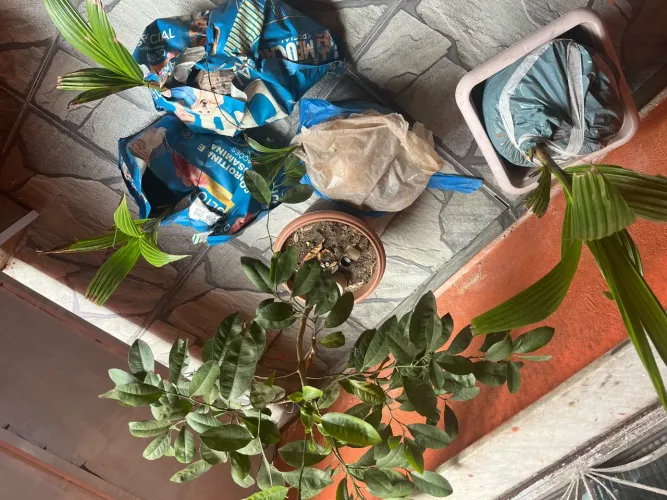 Mudas de cocô anão 4 mudas e pé de limão