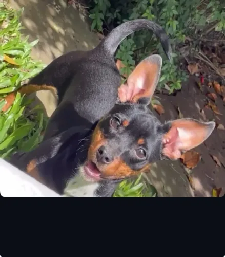Pinscher fêmea