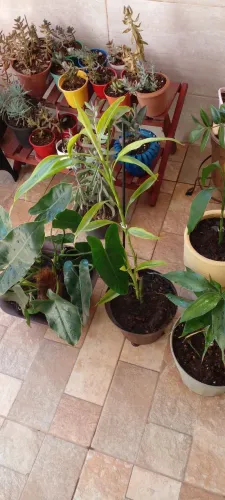 Vendendo varios vasos diversas plantas 