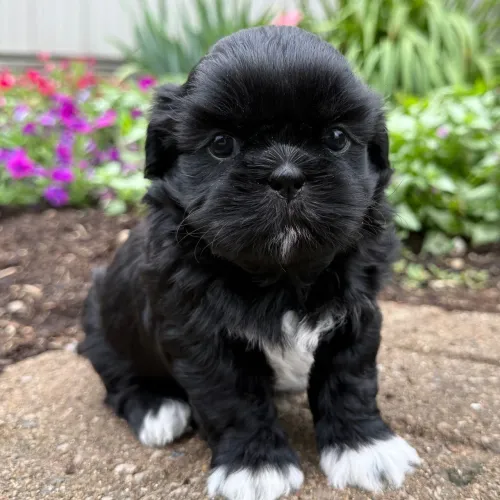 Shih tzu | Entrega rápida e segura