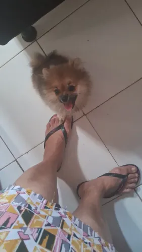 Lulu da pomerânia FÊMEA Laranja