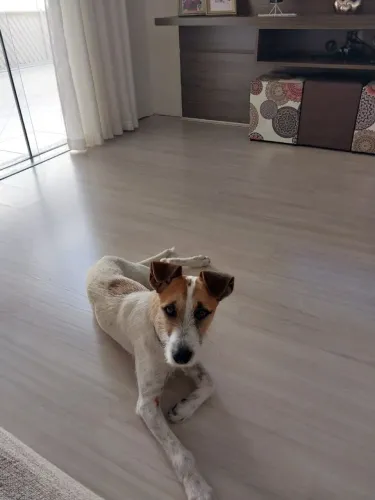 Doação cachorro ( Lucas ) 2 aninhos , super dócil! 