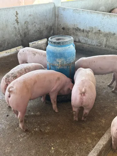 Futuras Matrizes F1 Landrace com Lange White 100 dias 