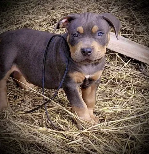 American bully macho tri blue 