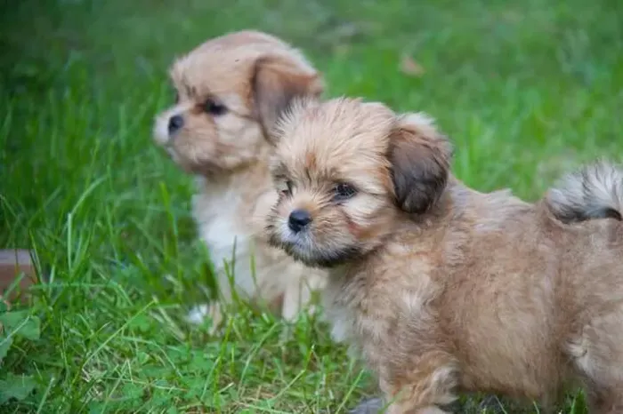 Lhasa Apso fofinho