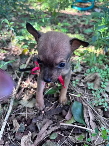 Pinscher fêmea