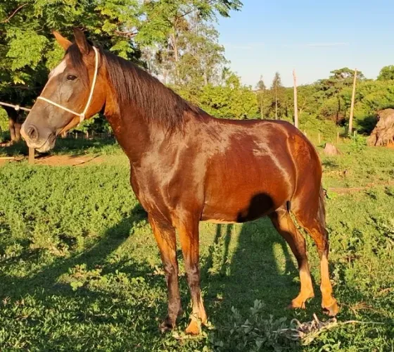 Vendo 2 éguas mangalarga