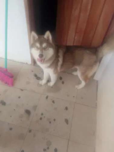 Husky siberiano 7 meses macho 
