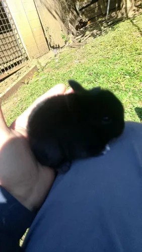 mini coelho a venda 