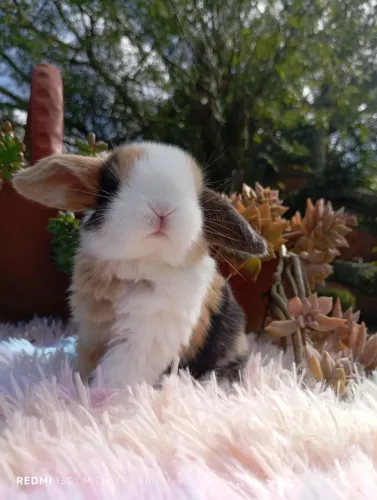 Coelhos anões e minis