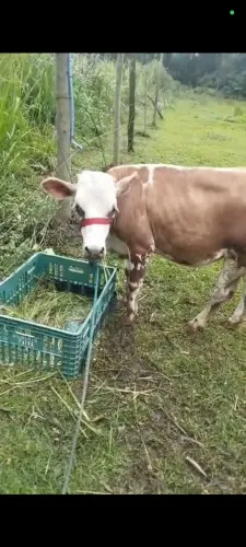 Vendo uma mini vaca nova nunca criou