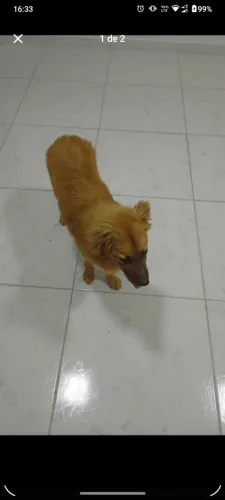 Pra adoção