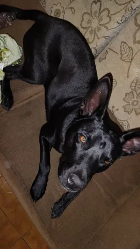 Cachorro 