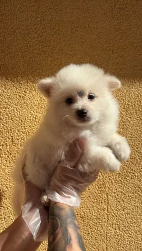 Filhote de Spitz alemão o floquinho mais encantador que você vai conhecer