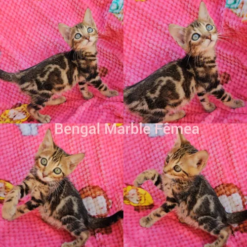 Bengal Filhotes Gatil BSB Cat